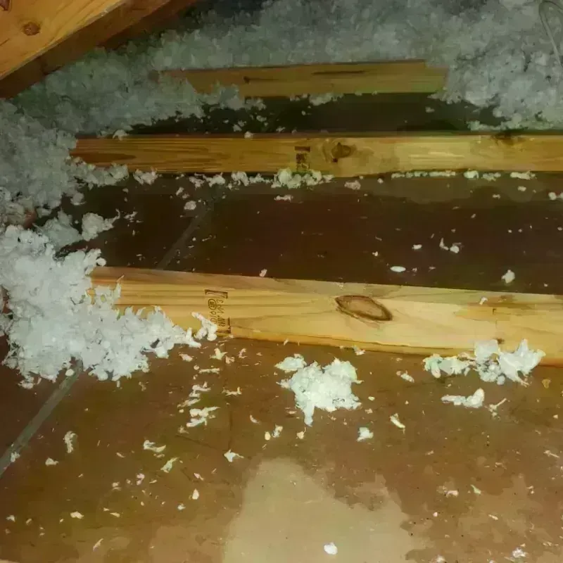 Attic Water Damage in Roma, TX