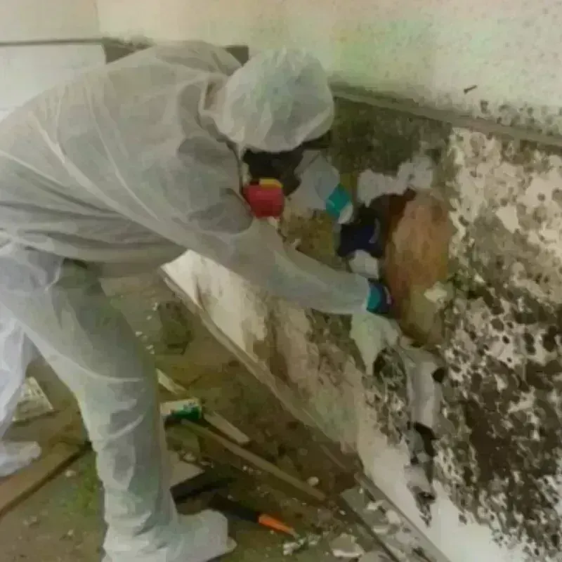 Mold Remediation and Removal in Roma, TX